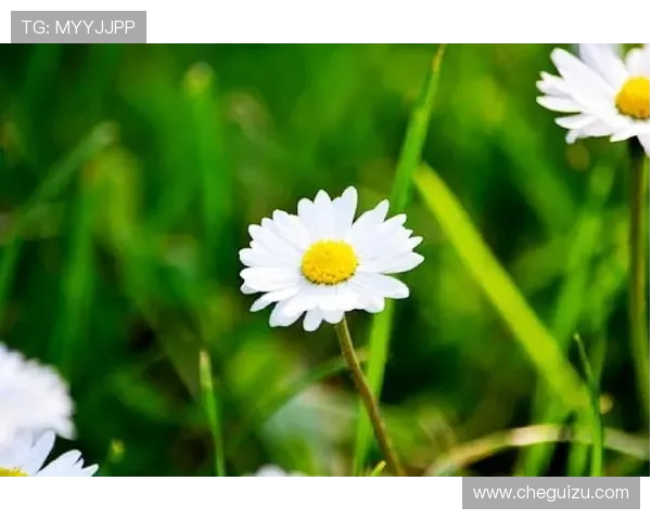 张娜的网球人生深度对话探索她的成长与奋斗历程 张娜的网球人生深度对话探索她的成长与奋斗历程